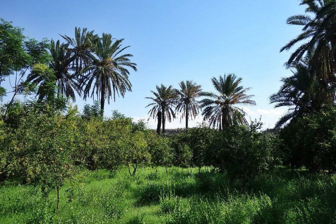 Palmeraie de l'oasis de Chenini Nahal
