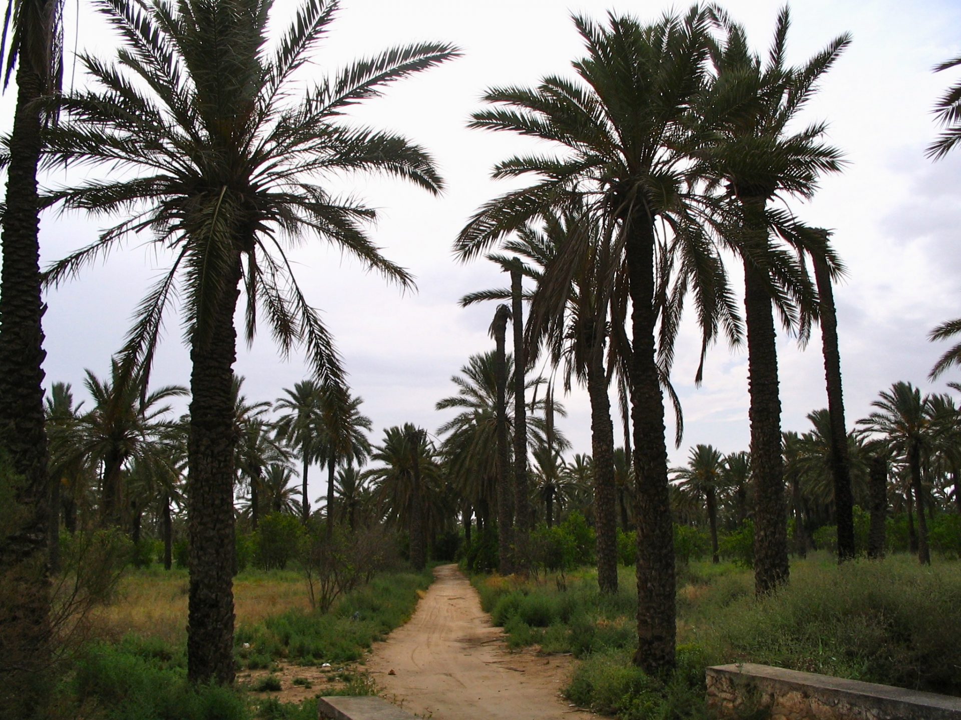 Oasis de Chenini Nahal - Palmiers dattiers de Gabès